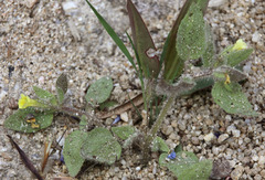 Erythranthe floribunda