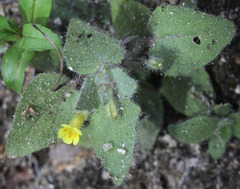 Erythranthe floribunda
