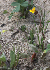 Erythranthe floribunda