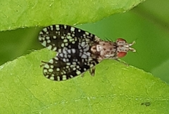 Trypetoptera