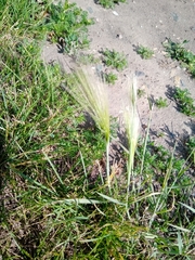 Hordeum jubatum