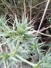 Eryngium campestre