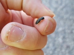 Heteroderes amplicollis