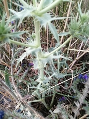 Eryngium campestre
