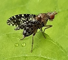 Trypetoptera