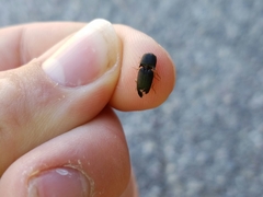 Heteroderes amplicollis