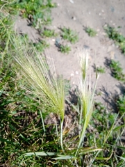 Hordeum jubatum