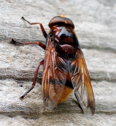 Hornet Mimic Hover Fly, photo 8 of 8