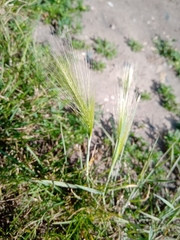 Hordeum jubatum