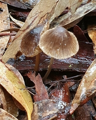 Mycena marangania