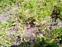 Capsella bursa-pastoris