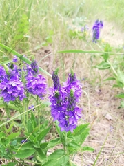 Veronica teucrium