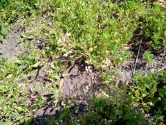 Capsella bursa-pastoris