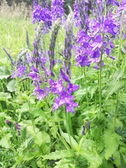 Veronica teucrium