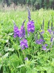 Veronica teucrium