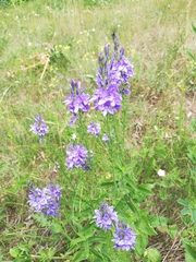 Veronica teucrium