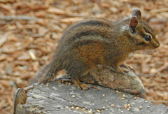 Neotamias ochrogenys