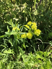 Euphorbia virgata