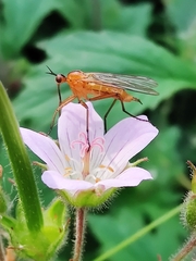 Empis stercorea