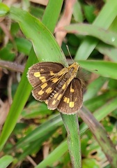 Taractrocera ceramas