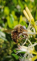 Xylocopa phalothorax