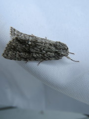 Acronicta impleta