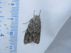 Acronicta impleta