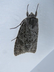 Acronicta impleta