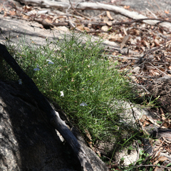 Lithotoma anethifolia