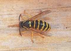 Dolichovespula saxonica