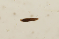 Bothromesostoma personatum