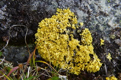Dufourea