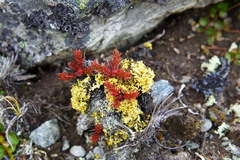 Dufourea