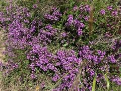 Thymus praecox polytrichus