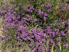 Thymus praecox polytrichus
