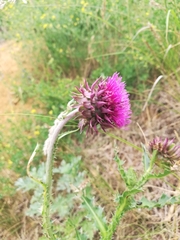 Carduus nutans