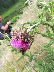 Carduus nutans