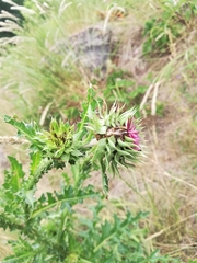 Carduus nutans