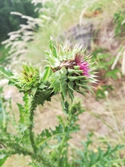 Carduus nutans