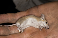 Desmodillus auricularis