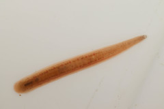 Erpobdellidae