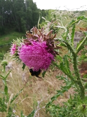 Carduus nutans
