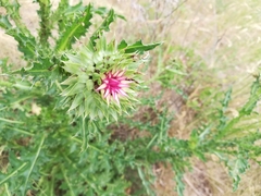 Carduus nutans