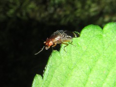 Depressa striatipennis