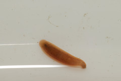 Erpobdellidae