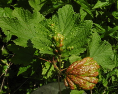 Hyperomyzus lactucae