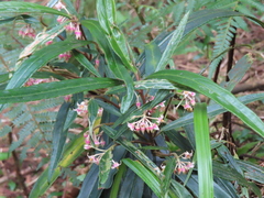 Ardisia crispa