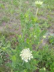 Daucus carota