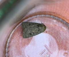 Hoplodrina octogenaria