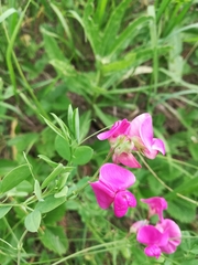 Lathyrus tuberosus